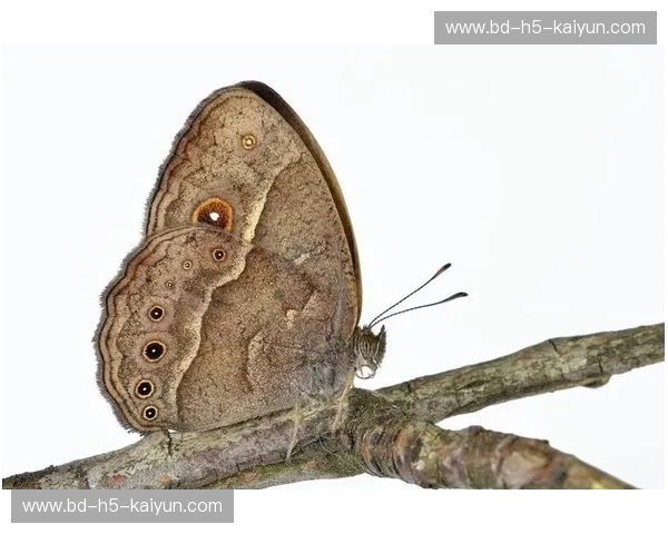 丛林之战：当沉默的重锤撞上飞舞的蝴蝶，谁在定义不可能？